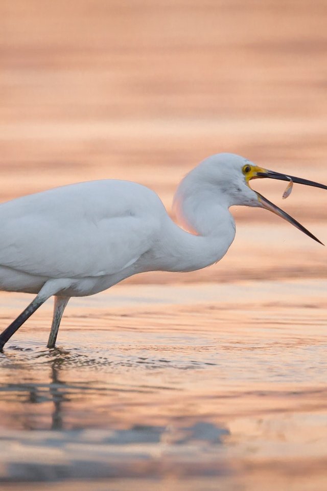 Обои вода, птица, клюв, цапля, белая цапля, water, bird, beak, heron, white egret разрешение 2000x1333 Загрузить