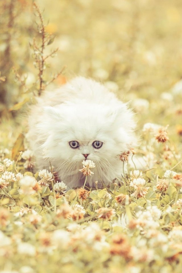 Обои цветы, клевер, кошка, котенок, пушистый, белая, flowers, clover, cat, kitty, fluffy, white разрешение 1920x1200 Загрузить