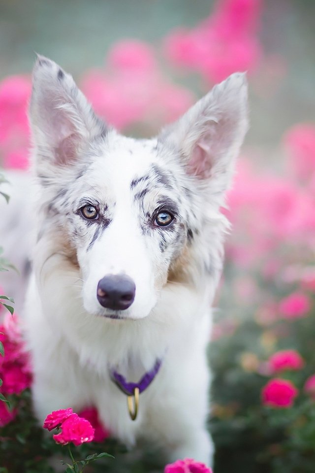 Обои глаза, цветы, взгляд, собака, ошейник, julia poker, eyes, flowers, look, dog, collar разрешение 1920x1280 Загрузить
