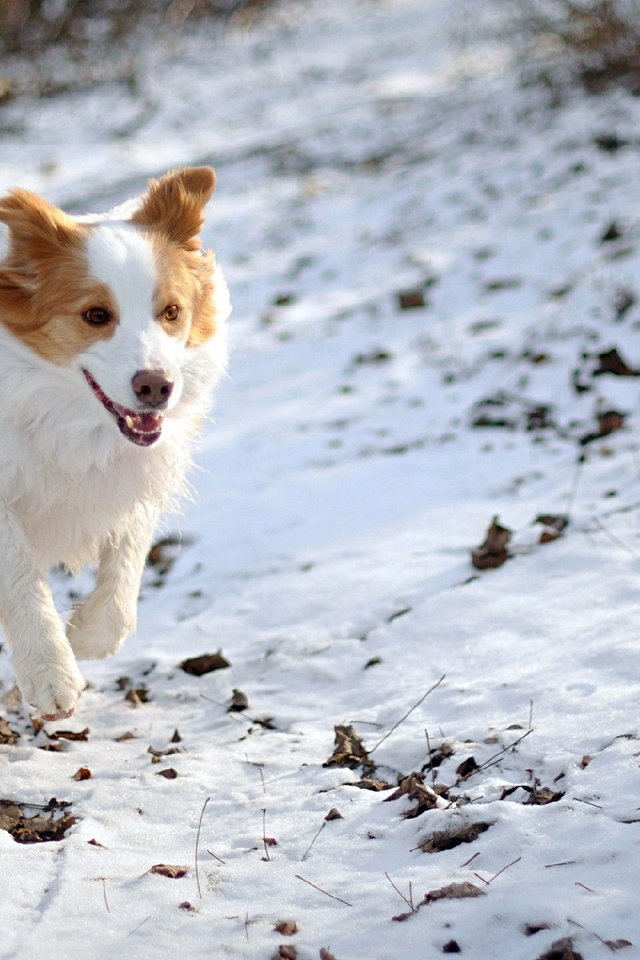 Обои снег, природа, зима, собака, бордер-колли, snow, nature, winter, dog, the border collie разрешение 1920x1200 Загрузить