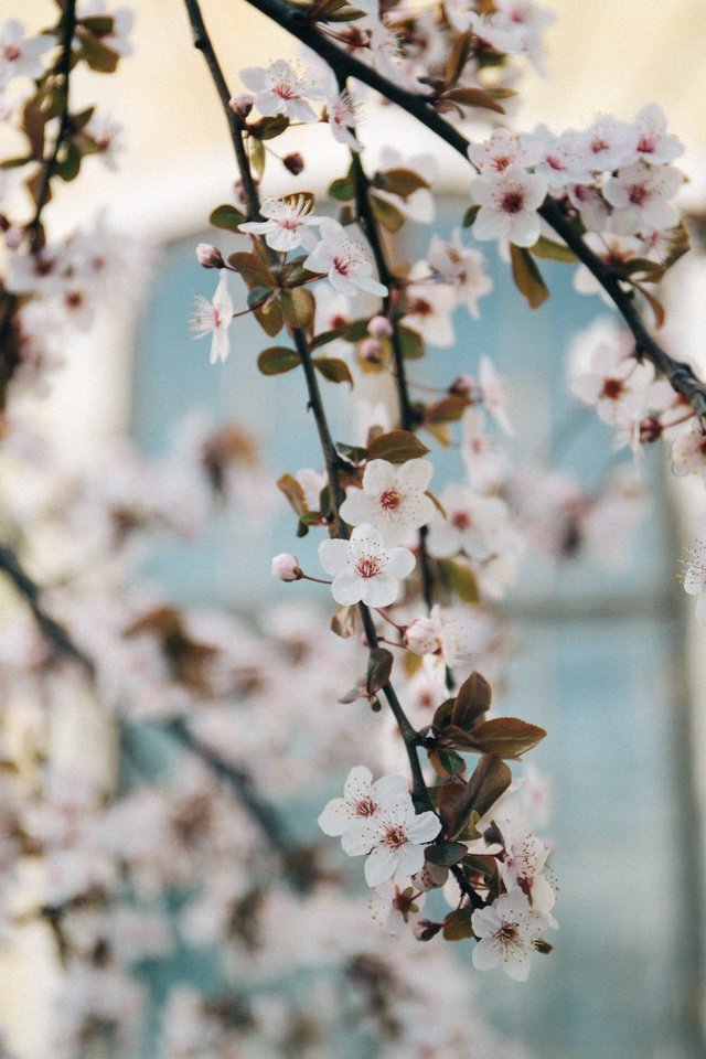 Обои дерево, цветение, ветки, весна, tree, flowering, branches, spring разрешение 5760x3840 Загрузить