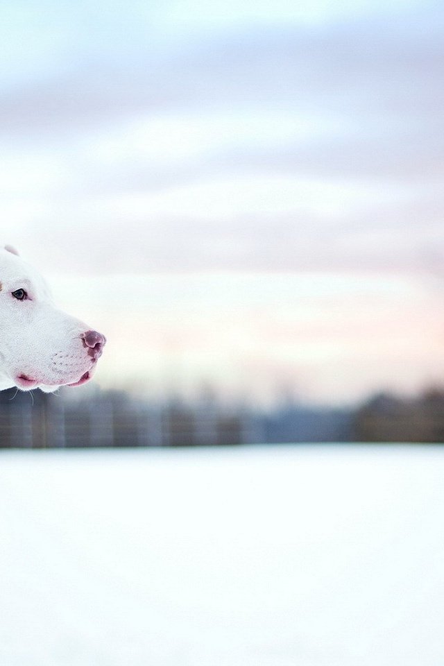 Обои снег, зима, собака, профиль, ошейник, питбультерьер, питбуль, snow, winter, dog, profile, collar, pit bull terrier, pit bull разрешение 1920x1080 Загрузить