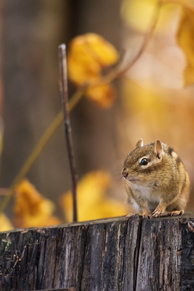 Обои лес, ветки, осень, пень, бурундук, грызун, forest, branches, autumn, stump, chipmunk, rodent разрешение 2048x1518 Загрузить