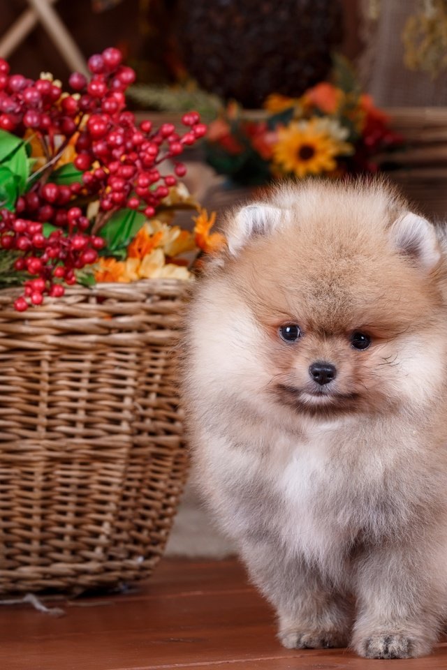 Обои цветы, собака, щенок, корзина, композиция, шпиц, flowers, dog, puppy, basket, composition, spitz разрешение 2880x1800 Загрузить