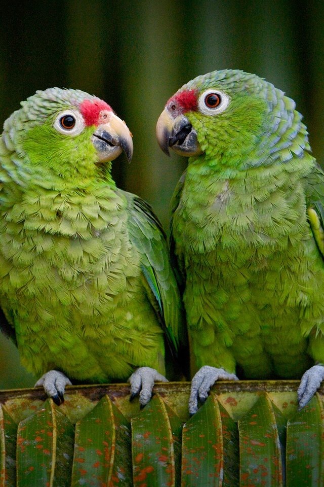 Обои птицы, клюв, попугай, попугаи, bing, эквадор, red-lored, краснолобый амазон, амазон, birds, beak, parrot, parrots, ecuador, krasnolesy amazon разрешение 1920x1200 Загрузить