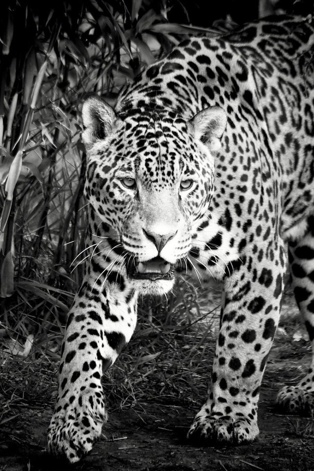 Обои морда, чёрно-белое, хищник, ягуар, дикая кошка, face, black and white, predator, jaguar, wild cat разрешение 1920x1200 Загрузить