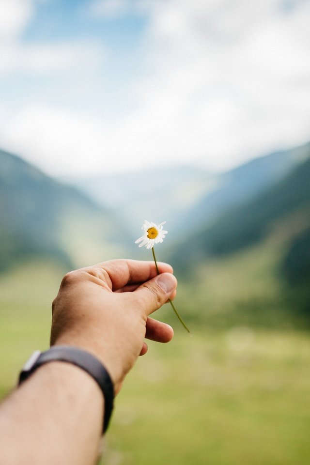 Обои рука, цветок, часы, ромашка, hand, flower, watch, daisy разрешение 3000x2000 Загрузить