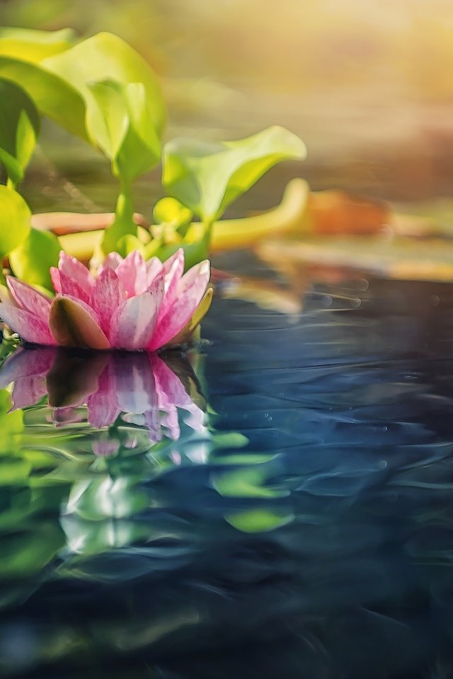 Обои вода, природа, размытость, кувшинка, нимфея, водяная лилия, water, nature, blur, lily, nymphaeum, water lily разрешение 2048x1366 Загрузить