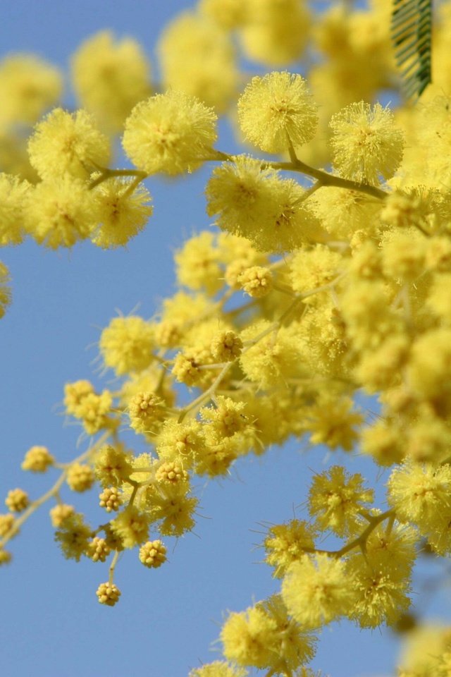 Обои цветы, весна, желтые, акация, мимоза, акация серебристая, flowers, spring, yellow, acacia, mimosa, acacia silver разрешение 3072x2048 Загрузить