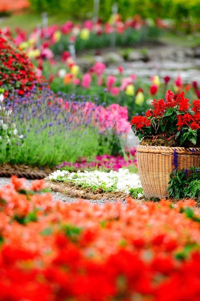 Обои цветы, бутоны, парк, лепестки, сад, клумбы, flowers, buds, park, petals, garden, beds разрешение 1920x1200 Загрузить