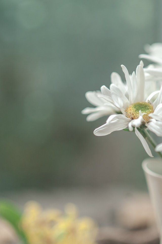 Обои цветы, лепестки, ромашки, белые, букетик, боке, flowers, petals, chamomile, white, a bunch, bokeh разрешение 2880x1800 Загрузить