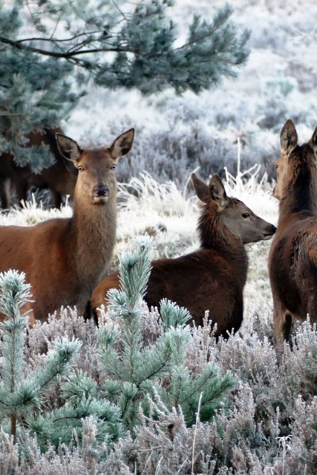 Обои растения, иней, ели, олени, косуля, кабарга, plants, frost, ate, deer, roe, musk deer разрешение 5472x3648 Загрузить