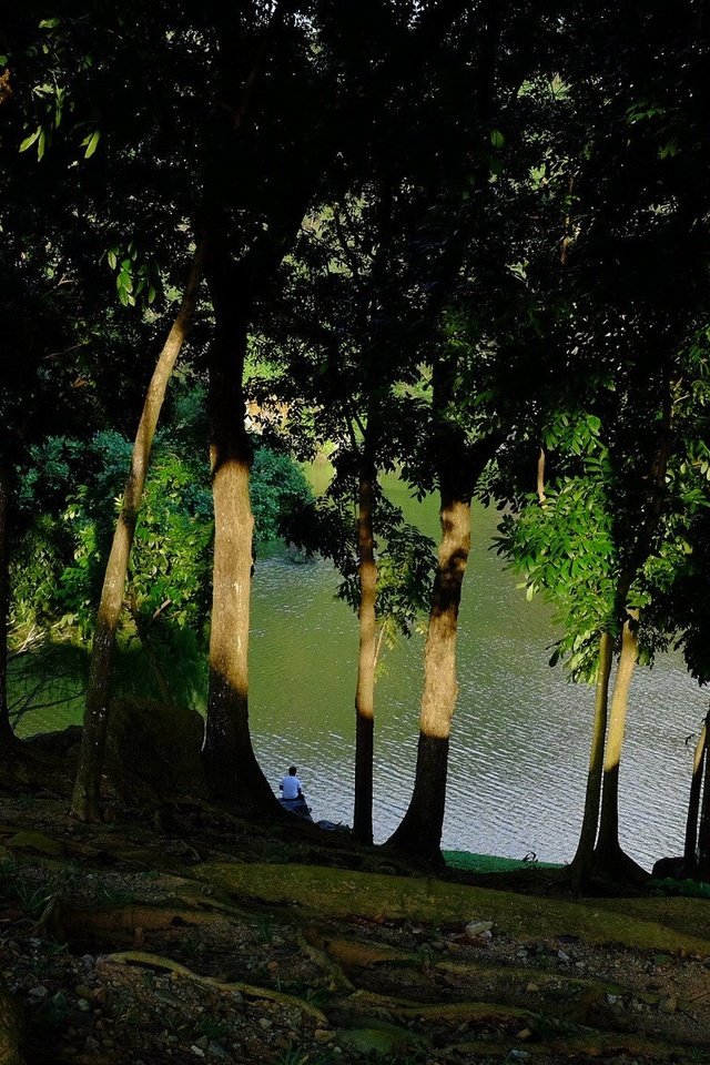 Обои деревья, озеро, берег, стволы, мужчина, тени, солнечный свет, trees, lake, shore, trunks, male, shadows, sunlight разрешение 2048x1155 Загрузить