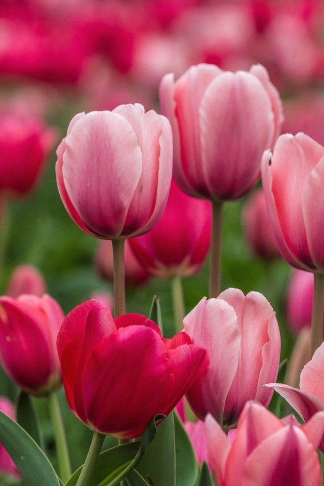 Обои цветы, бутоны, лепестки, весна, тюльпаны, розовые, flowers, buds, petals, spring, tulips, pink разрешение 1920x1200 Загрузить