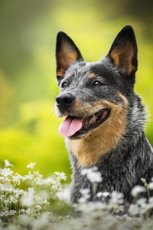 Обои цветы, собака, боке, люси, австралийская пастушья, dackelpuppy, flowers, dog, bokeh, lucy, australian cattle разрешение 2048x1367 Загрузить