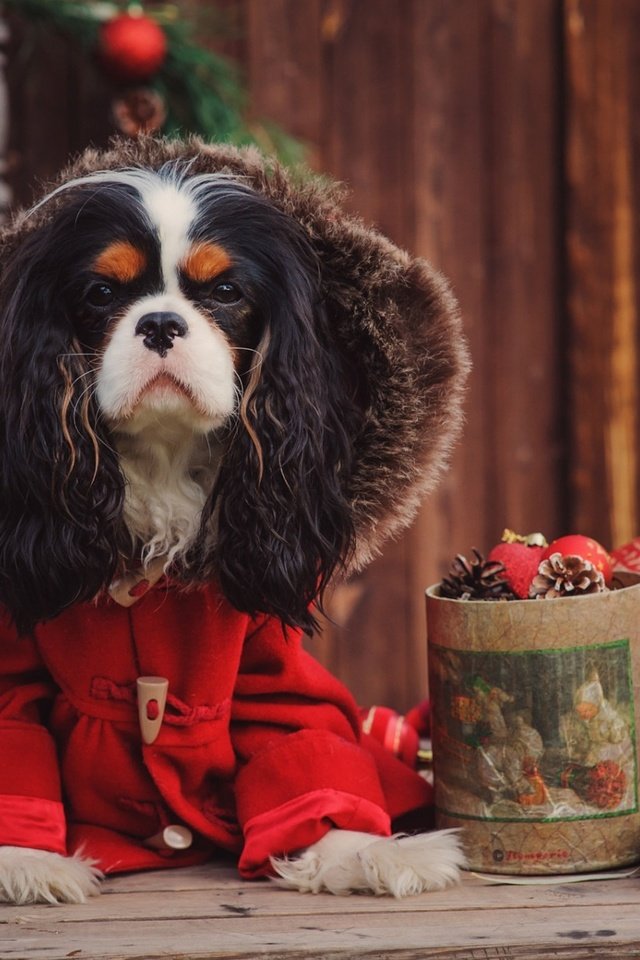 Обои новый год, собака, костюм, спаниель, кавалер-кинг-чарльз-спаниель, new year, dog, costume, spaniel, cavalier-king-charles-spaniel разрешение 1920x1200 Загрузить