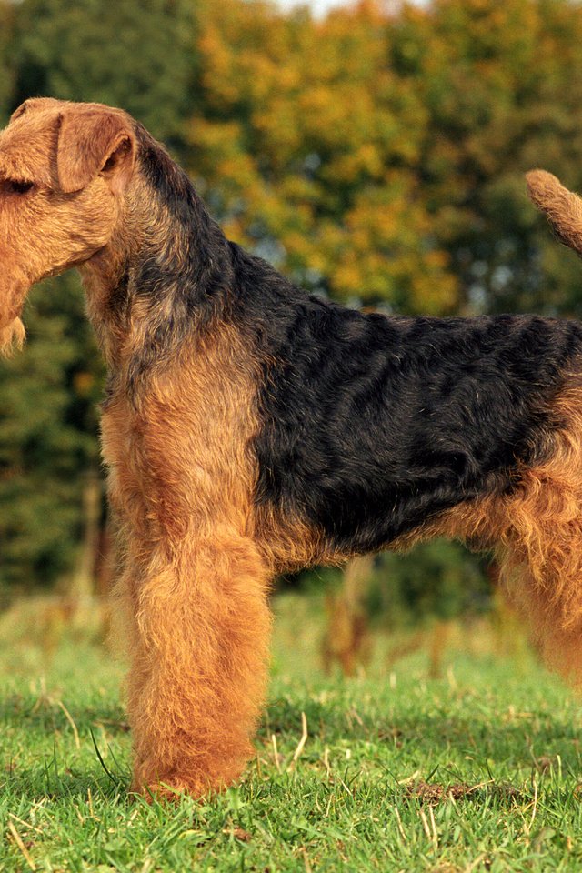 Обои трава, собака, терьер, фокстерьер, вельштерьер, grass, dog, terrier, welsh terrier разрешение 2880x1800 Загрузить