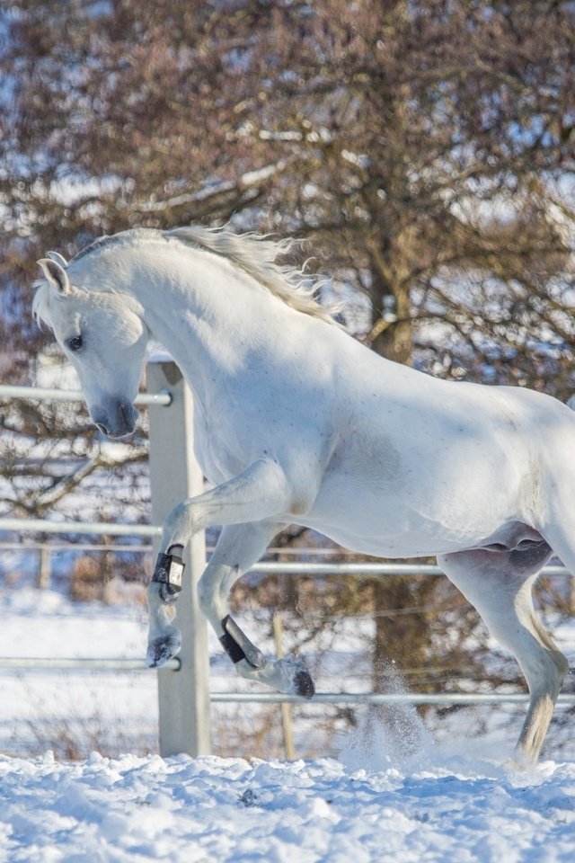 Обои лошадь, снег, зима, белый, конь, загон, грация, (с) oliverseitz, horse, snow, winter, white, corral, grace, (c) oliverseitz разрешение 2880x1800 Загрузить