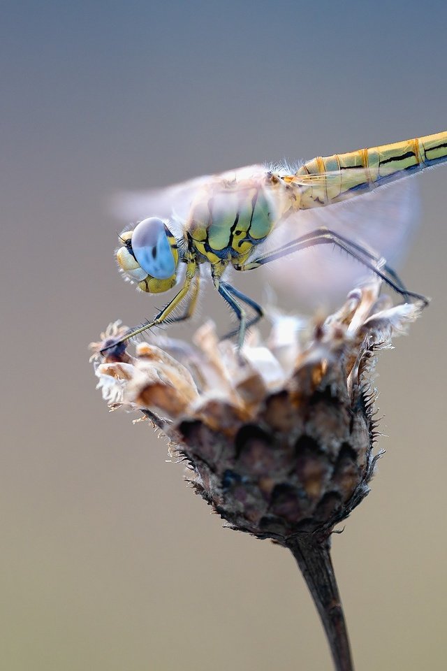 Обои макро, насекомое, цветок, крылья, стрекоза, растение, сухой, macro, insect, flower, wings, dragonfly, plant, dry разрешение 1920x1279 Загрузить