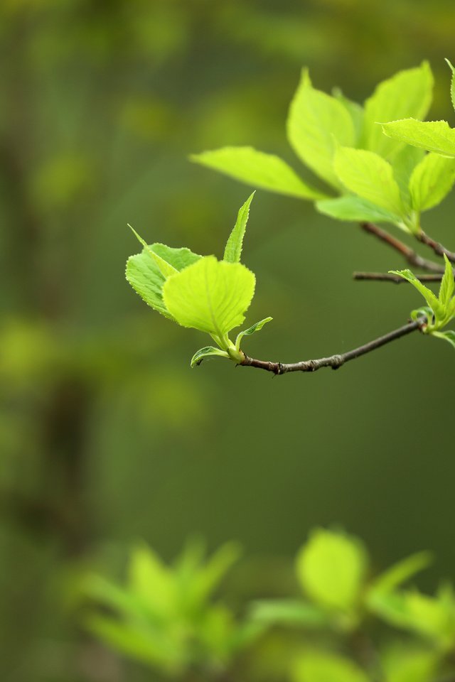 Обои природа, листья, макро, фон, ветки, весна, nature, leaves, macro, background, branches, spring разрешение 3840x2400 Загрузить