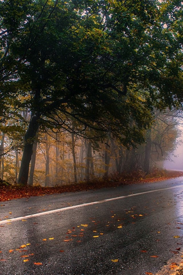 Обои дорога, деревья, природа, лес, пейзаж, туман, осень, дождь, road, trees, nature, forest, landscape, fog, autumn, rain разрешение 1920x1080 Загрузить