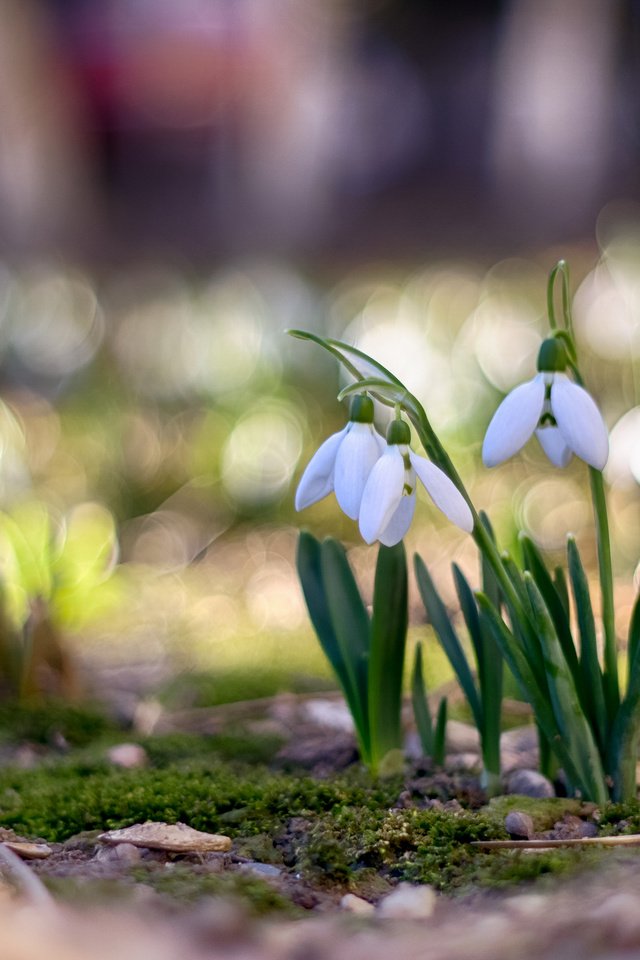 Обои цветы, весна, подснежники, боке, flowers, spring, snowdrops, bokeh разрешение 3840x2400 Загрузить