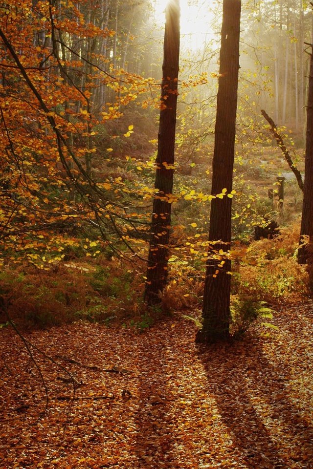 Обои деревья, лес, листья, стволы, листва, осень, trees, forest, leaves, trunks, foliage, autumn разрешение 1920x1200 Загрузить