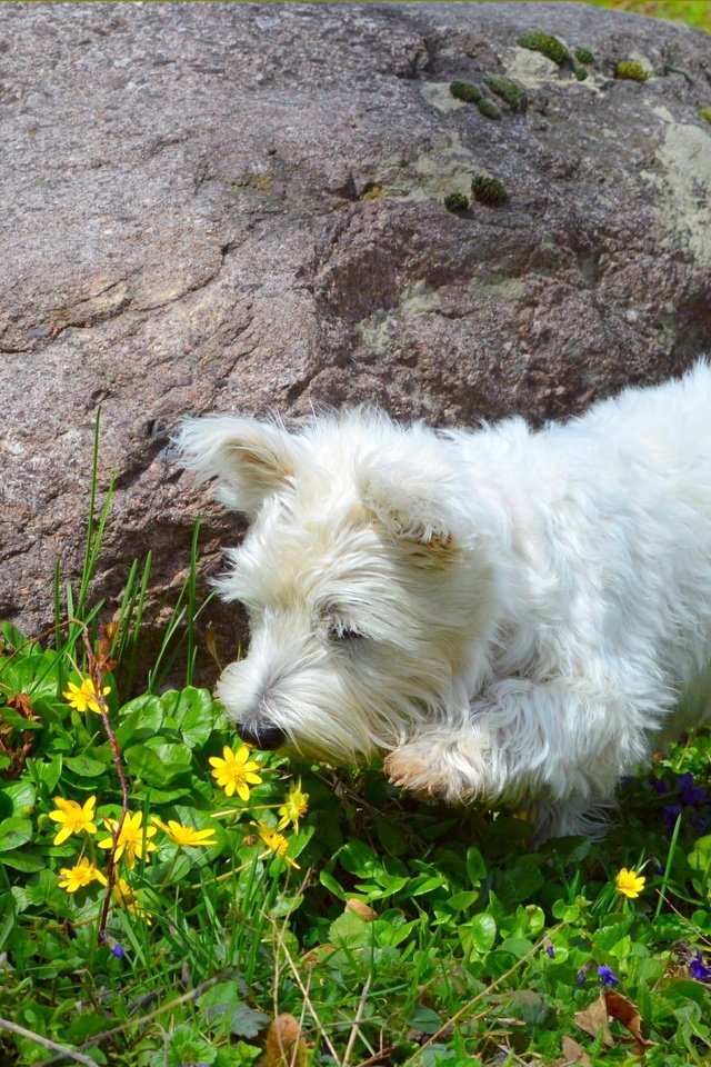 Обои природа, собака, весна, лютики, вест-хайленд-уайт-терьер, nature, dog, spring, buttercups, the west highland white terrier разрешение 3004x1844 Загрузить