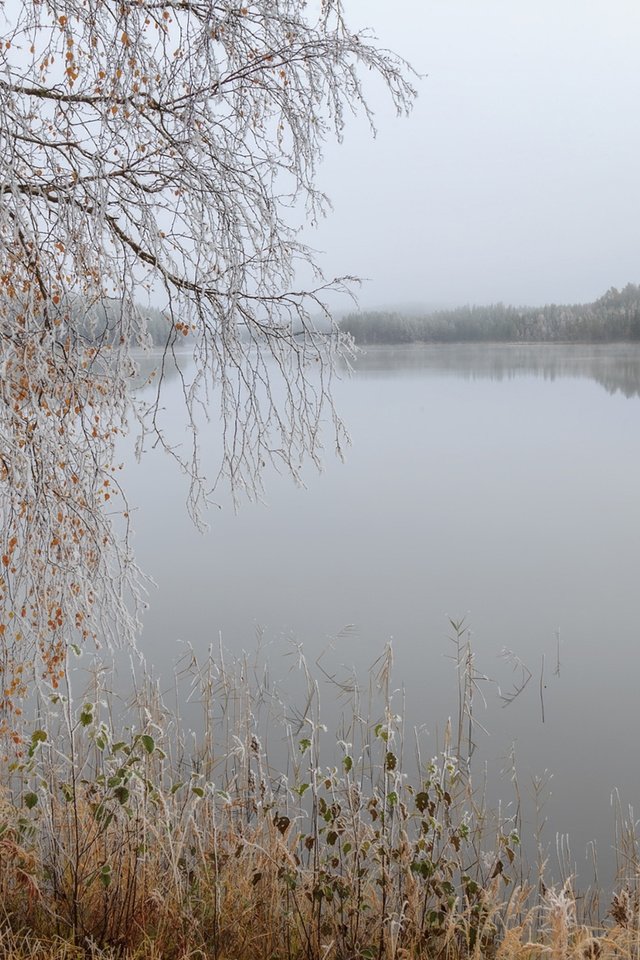 Обои трава, озеро, дерево, отражение, ветки, осень, береза, grass, lake, tree, reflection, branches, autumn, birch разрешение 1920x1200 Загрузить