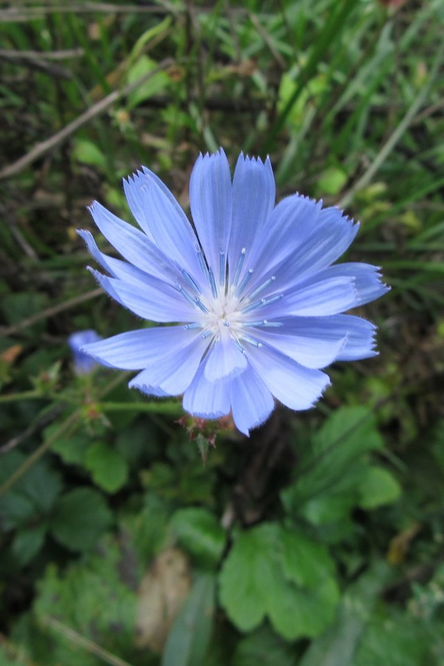 Обои зелень, цветок, лепестки, голубой, тычинки, цикорий, greens, flower, petals, blue, stamens, chicory разрешение 4320x3240 Загрузить