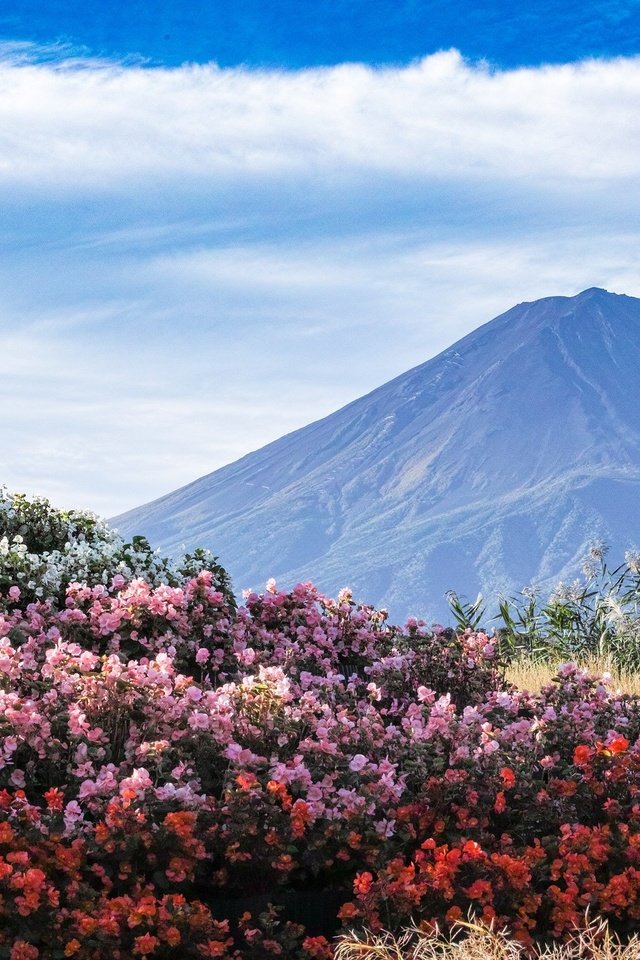 Обои небо, цветы, пейзаж, гора, япония, вулкан, фуджи, фудзияма, the sky, flowers, landscape, mountain, japan, the volcano, fuji разрешение 2048x1365 Загрузить