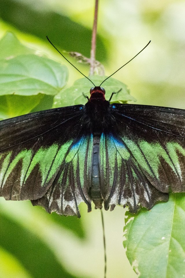 Черно зеленая бабочка. Зеленое насекомое. Бабочка с салатовыми крыльями. Чёрная бабочка насекомое. Черный мотылек насекомое.