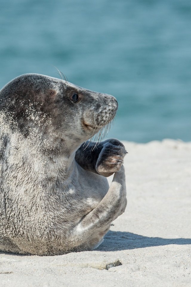 Обои тюлень, дикая природа, морской котик, ласты, seal, wildlife, navy seal, fins разрешение 1920x1281 Загрузить