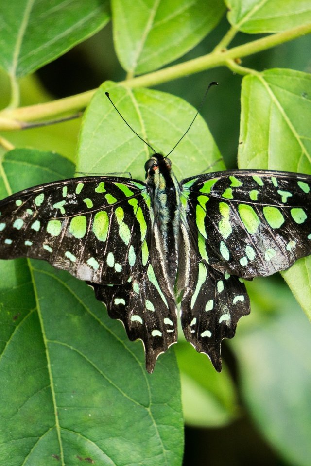Черно зеленая бабочка