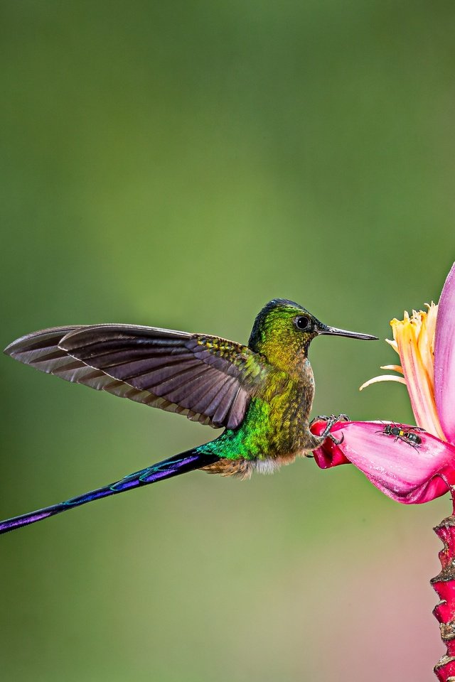 Обои цветок, лепестки, птица, клюв, перья, колибри, крыдья, flower, petals, bird, beak, feathers, hummingbird разрешение 3429x2743 Загрузить