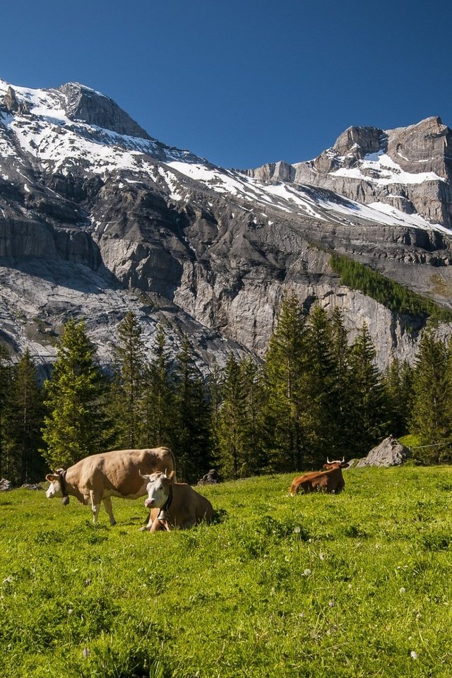 Обои горы, пейзаж, швейцария, корова, коровы, домашний скот, крупный рогатый скот, жвачные животные, mountains, landscape, switzerland, cow, cows, livestock разрешение 1920x1200 Загрузить