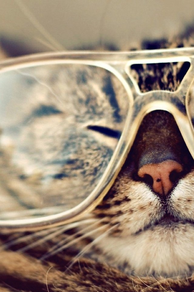 Обои кот, мордочка, кошка, очки, полосатый, крутой, cat, muzzle, glasses, striped, cool разрешение 1920x1200 Загрузить