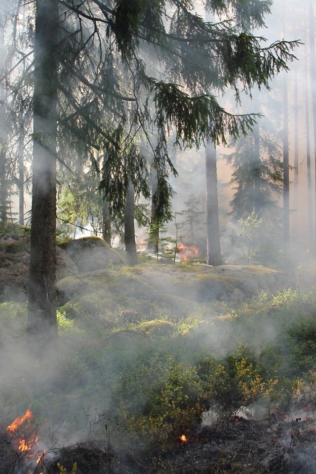 Обои деревья, лес, огонь, дым, пожар, trees, forest, fire, smoke разрешение 4916x3248 Загрузить