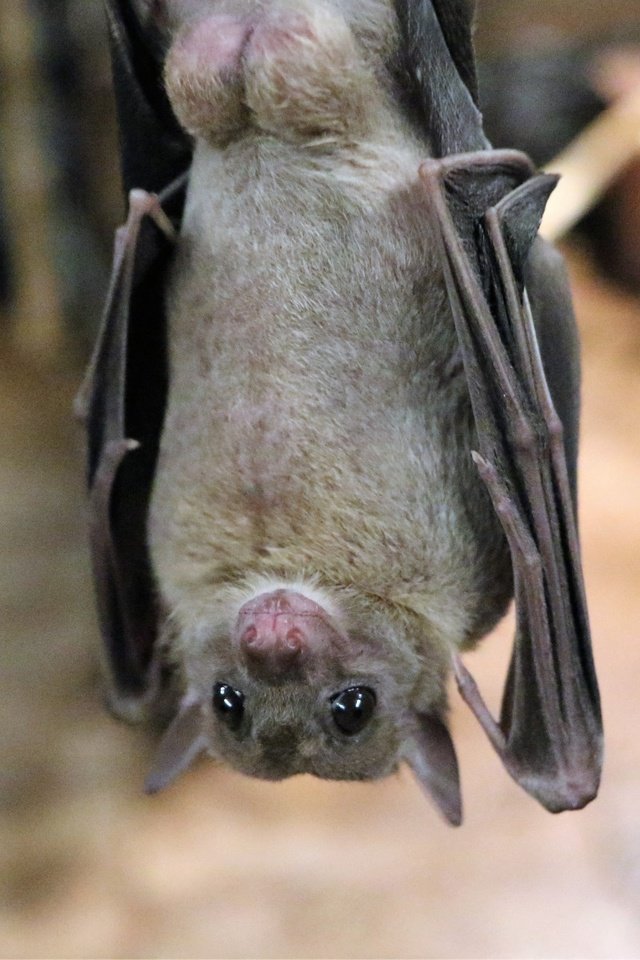 Обои животное, летучая мышь, рукокрылые, ночница, animal, bat, bats разрешение 1920x1200 Загрузить