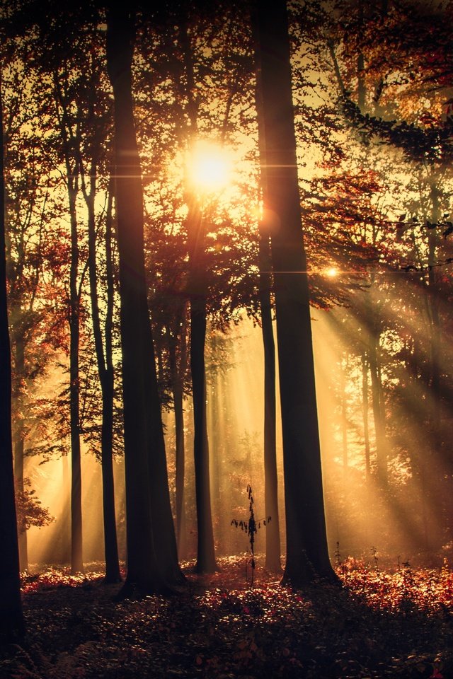 Обои деревья, лес, лучи солнца, стволы, солнечные лучи, trees, forest, the rays of the sun, trunks, the sun's rays разрешение 6144x4096 Загрузить