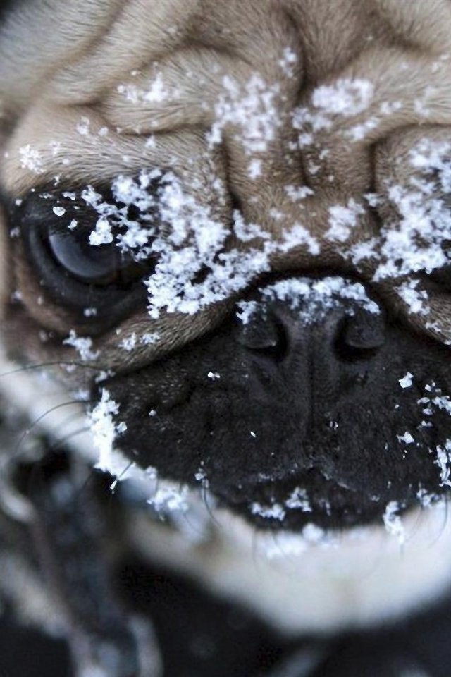 Обои снег, мордочка, взгляд, собака, мопс, snow, muzzle, look, dog, pug разрешение 1920x1200 Загрузить