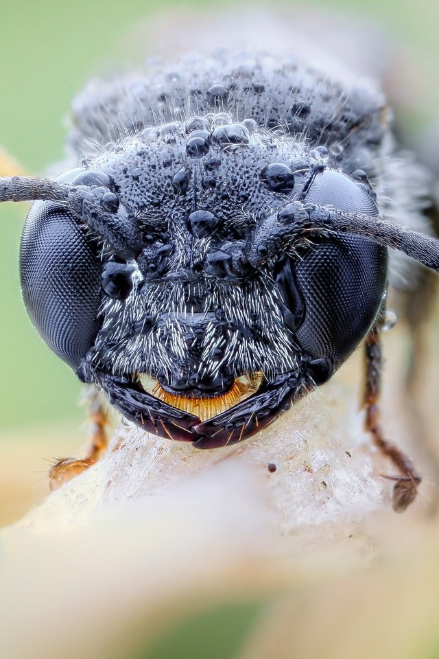 Обои глаза, насекомое, капли, оса, крупным планом, john hallmén, eyes, insect, drops, osa, closeup разрешение 3000x2000 Загрузить