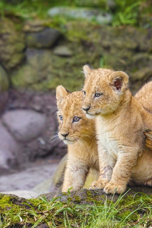 Обои трава, природа, камни, львы, малыши, львята, grass, nature, stones, lions, kids, the cubs разрешение 2048x1280 Загрузить