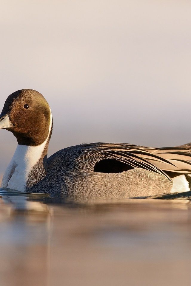 Обои озеро, природа, птица, клюв, перья, рябь, утка, шилохвость, lake, nature, bird, beak, feathers, ruffle, duck, pintail разрешение 2048x1324 Загрузить