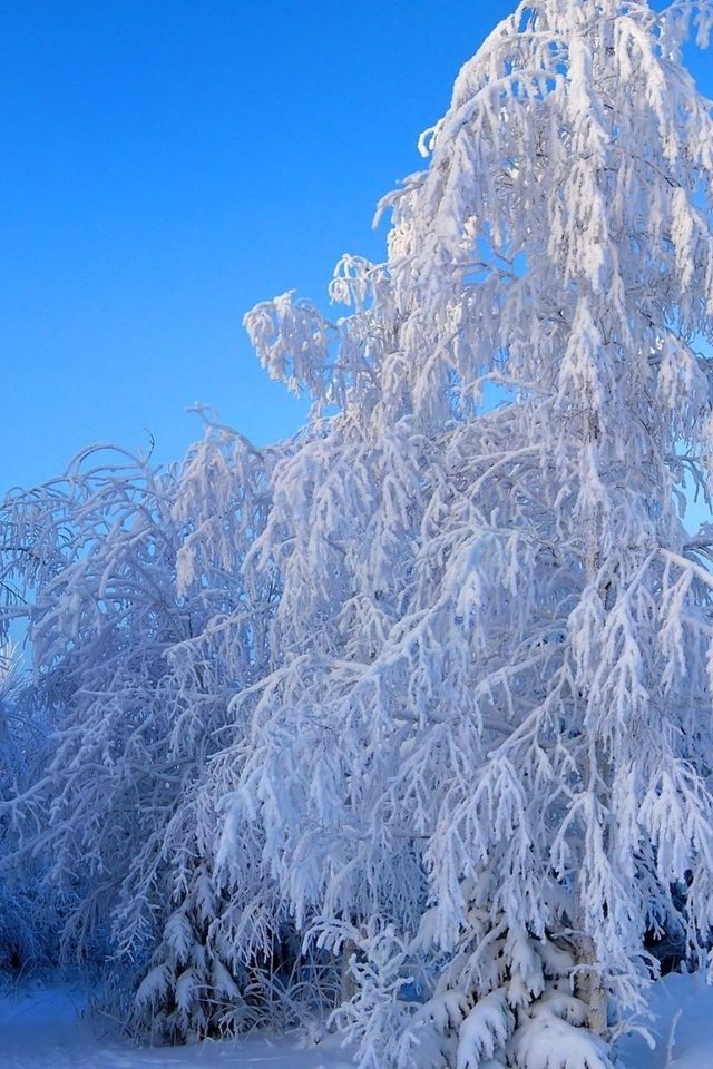 Обои небо, деревья, снег, зима, пейзаж, ветки, иней, the sky, trees, snow, winter, landscape, branches, frost разрешение 1920x1200 Загрузить