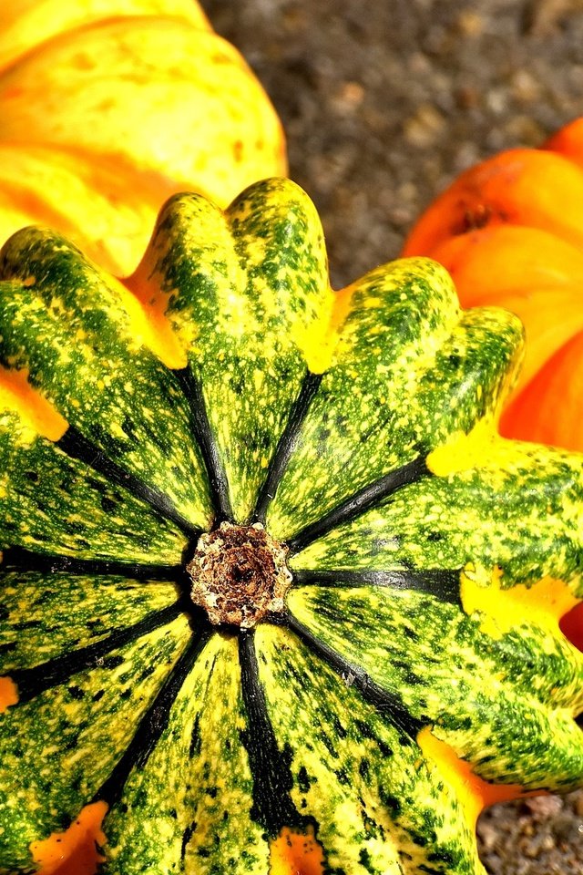 Обои осень, урожай, тыквы, тыква, крупным планом, autumn, harvest, pumpkin, closeup разрешение 1920x1204 Загрузить