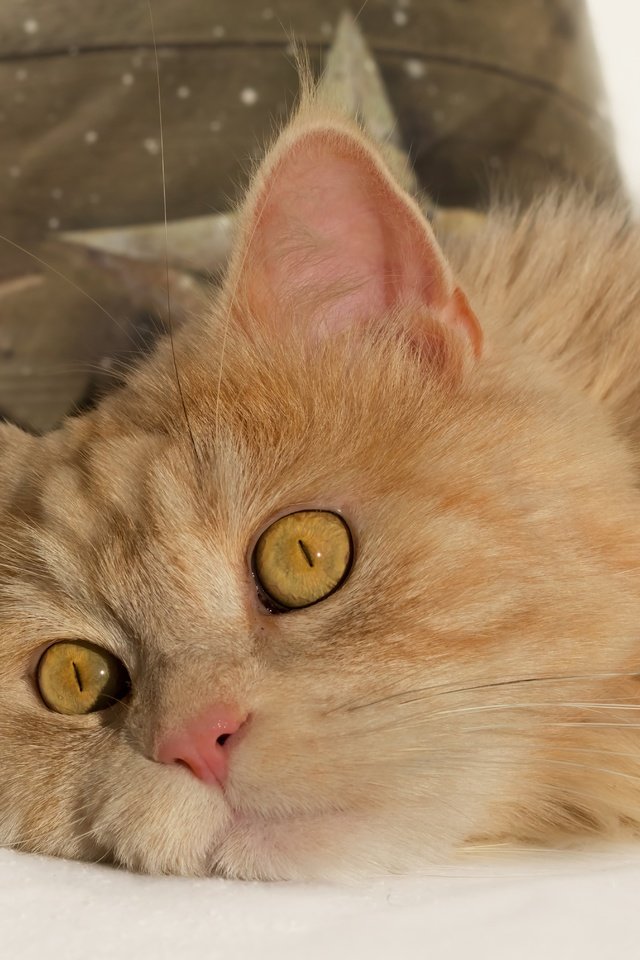 Обои кот, мордочка, усы, кошка, взгляд, ушки, рыжий, желтые глаза, cat, muzzle, mustache, look, ears, red, yellow eyes разрешение 5657x4042 Загрузить
