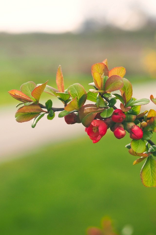 Обои цветы, ветка, природа, цветение, листья, лепестки, весна, flowers, branch, nature, flowering, leaves, petals, spring разрешение 3840x2880 Загрузить