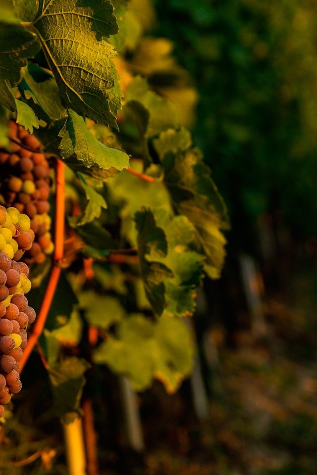 Обои листья, виноград, лоза, виноградная лоза, виноградник, leaves, grapes, vine, vineyard разрешение 2880x1914 Загрузить