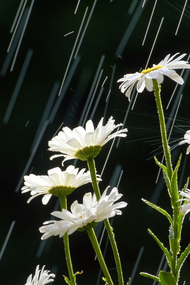 Обои цветы, лепестки, дождь, ромашки, белые, стебли, flowers, petals, rain, chamomile, white, stems разрешение 1920x1080 Загрузить